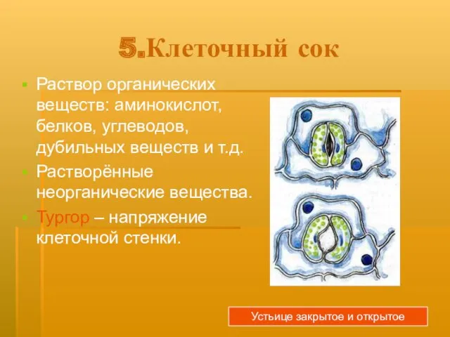 5.Клеточный сок Раствор органических веществ: аминокислот, белков, углеводов, дубильных веществ и т.д. Растворённые