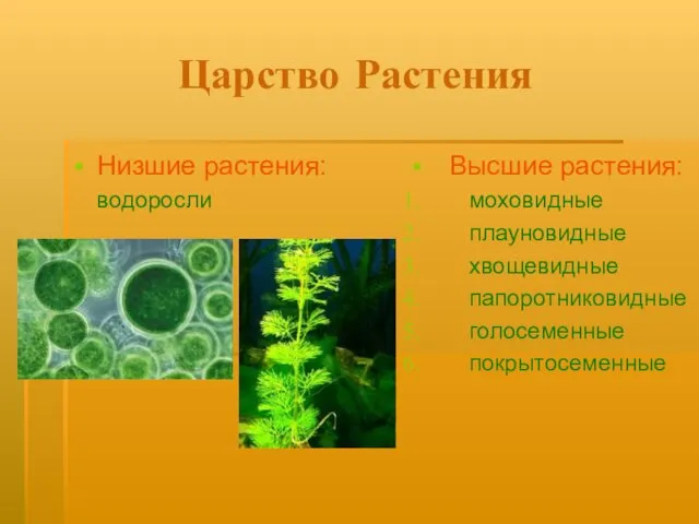 Царство Растения Низшие растения: водоросли Высшие растения: моховидные плауновидные хвощевидные папоротниковидные голосеменные покрытосеменные