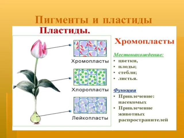 шак О.М. Железногорск Пигменты и пластиды