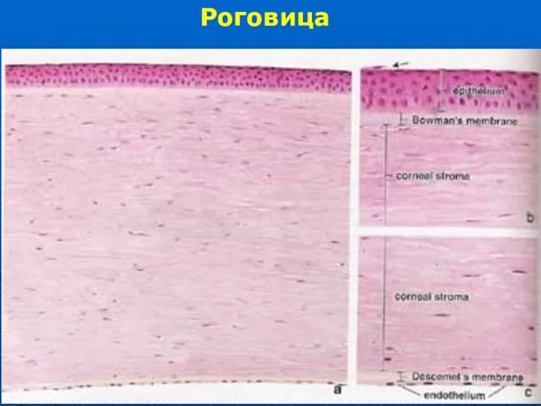 Роговица