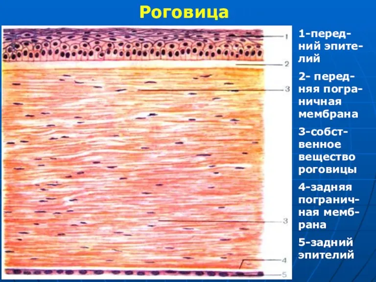 Роговица 1-перед-ний эпите-лий 2- перед-няя погра-ничная мембрана 3-собст-венное вещество роговицы 4-задняя погранич-ная мемб-рана 5-задний эпителий