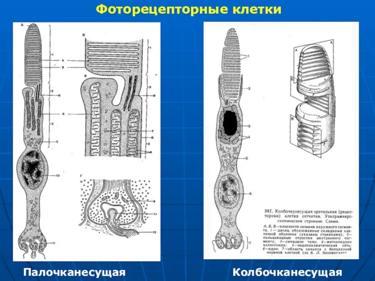 Фоторецепторные клетки Палочканесущая Колбочканесущая