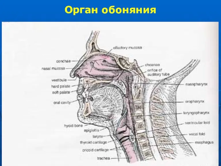 Орган обоняния