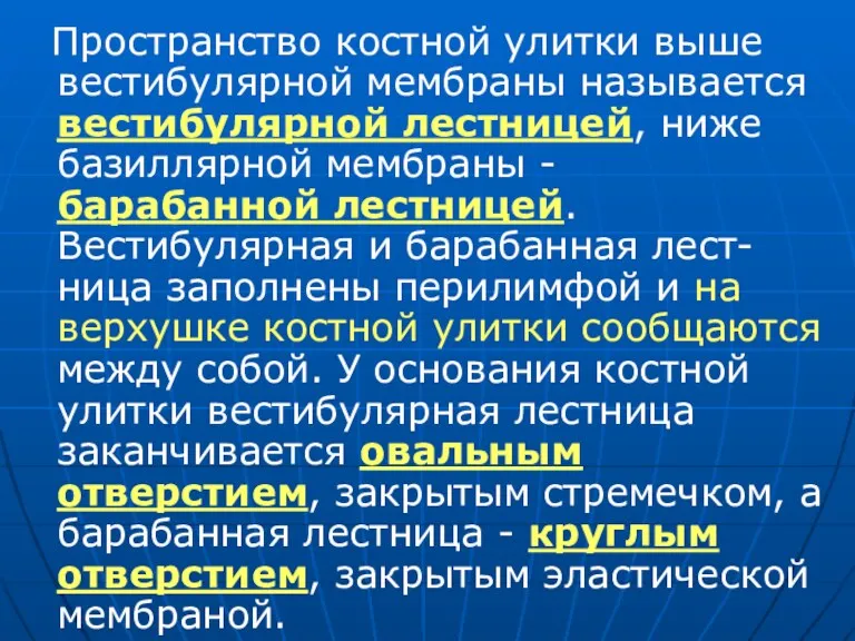 Пространство костной улитки выше вестибулярной мембраны называется вестибулярной лестницей, ниже базиллярной мембраны -