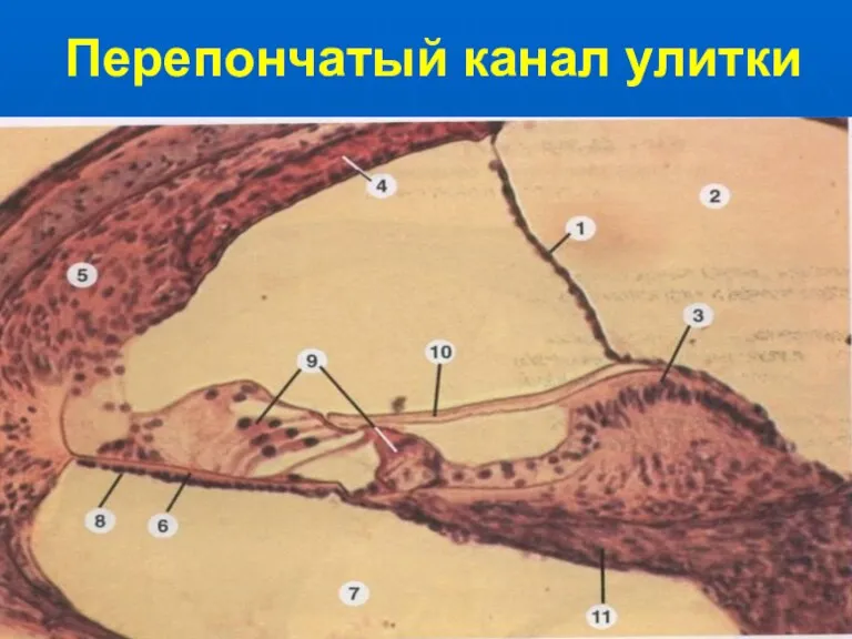 Перепончатый канал улитки