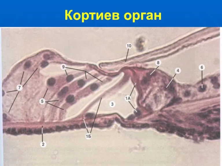 Кортиев орган