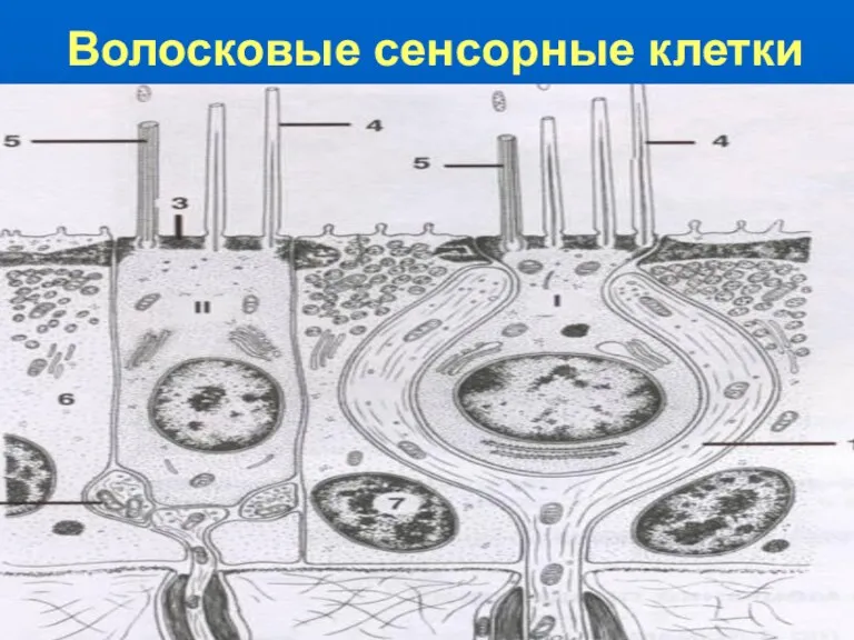 Волосковые сенсорные клетки