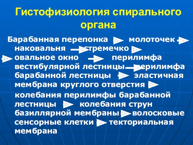 Гистофизиология спирального органа Барабанная перепонка молоточек наковальня стремечко овальное окно