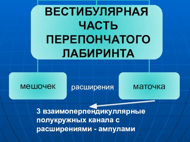 расширения 3 взаимоперпендикуллярные полукружных канала с расширениями - ампулами