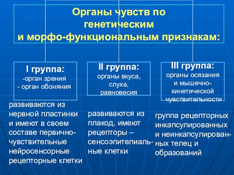 развиваются из нервной пластинки и имеют в своем составе первично-