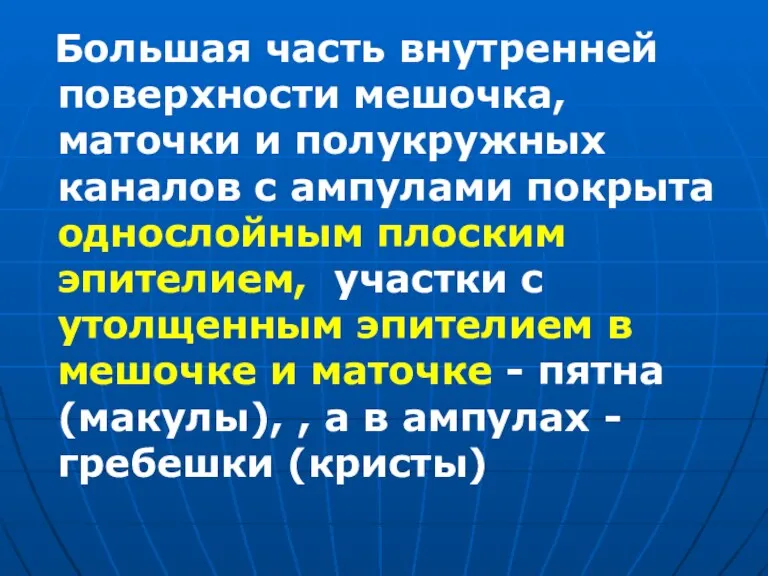 Большая часть внутренней поверхности мешочка, маточки и полукружных каналов с