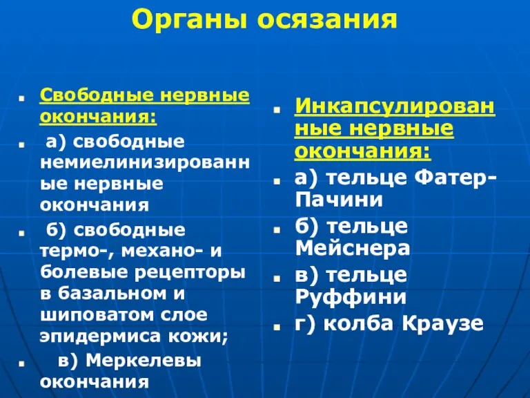 Свободные нервные окончания: а) свободные немиелинизированные нервные окончания б) свободные