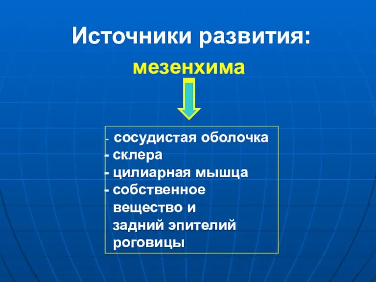 Источники развития: мезенхима сосудистая оболочка склера цилиарная мышца собственное вещество и задний эпителий роговицы