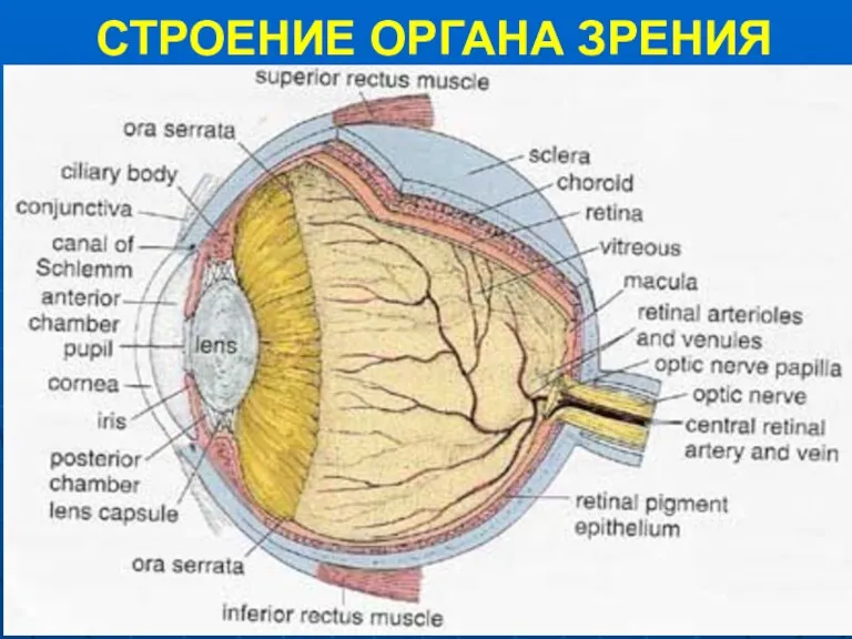 СТРОЕНИЕ ОРГАНА ЗРЕНИЯ