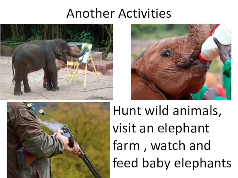 Another Activities Hunt wild animals, visit an elephant farm , watch and feed baby elephants