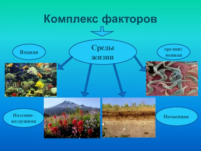 Комплекс факторов Среды жизни Водная Наземно-воздушная Почвенная организменная