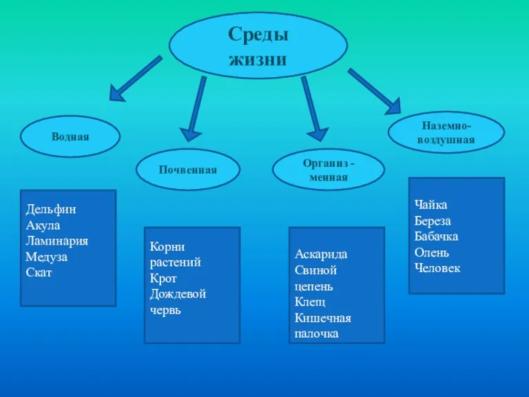 Среды жизни Водная Почвенная Наземно-воздушная Организ -менная Дельфин Акула Ламинария