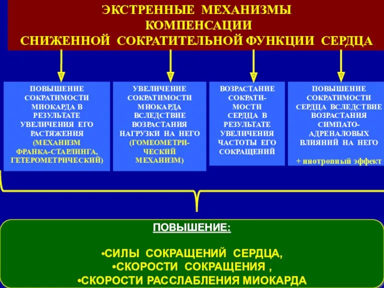 29 ПОВЫШЕНИЕ: •СИЛЫ СОКРАЩЕНИЙ СЕРДЦА, •СКОРОСТИ СОКРАЩЕНИЯ , •СКОРОСТИ РАССЛАБЛЕНИЯ МИОКАРДА