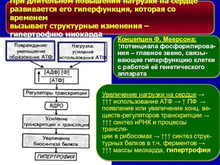 При длительном повышении нагрузки на сердце развивается его гиперфункция, которая