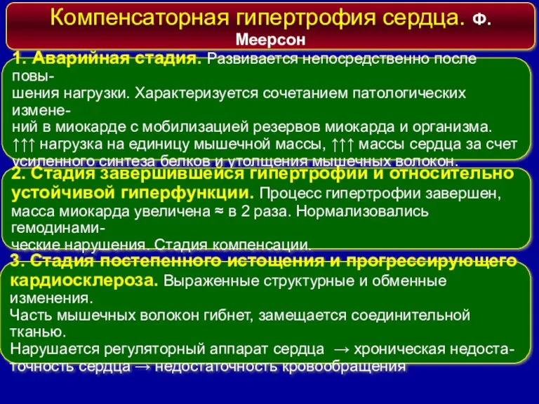 Компенсаторная гипертрофия сердца. Ф. Меерсон 1. Аварийная стадия. Развивается непосредственно