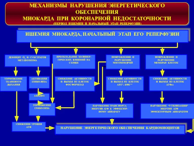 МЕХАНИЗМЫ НАРУШЕНИЯ ЭНЕРГЕТИЧЕСКОГО ОБЕСПЕЧЕНИЯ МИОКАРДА ПРИ КОРОНАРНОЙ НЕДОСТАТОЧНОСТИ (ПЕРИОД ИШЕМИИ И НАЧАЛЬНЫЙ ЭТАП РЕПЕРФУЗИИ)