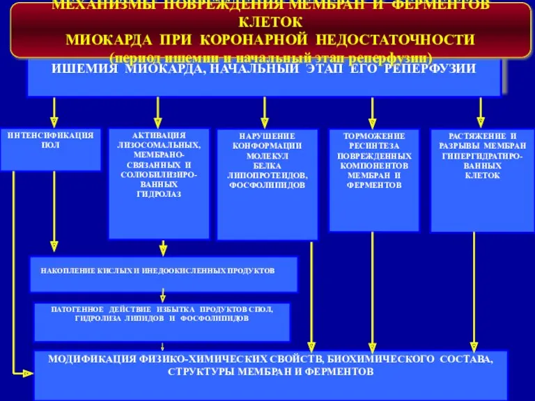 МЕХАНИЗМЫ ПОВРЕЖДЕНИЯ МЕМБРАН И ФЕРМЕНТОВ КЛЕТОК МИОКАРДА ПРИ КОРОНАРНОЙ НЕДОСТАТОЧНОСТИ