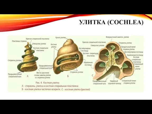 УЛИТКА (COCHLEA)