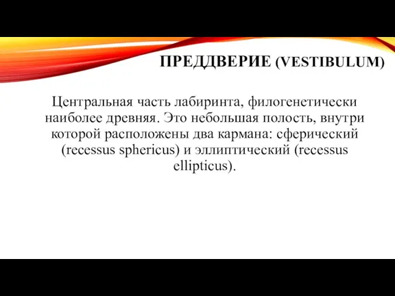 ПРЕДДВЕРИЕ (VESTIBULUM) Центральная часть лабиринта, филогенетически наиболее древняя. Это небольшая