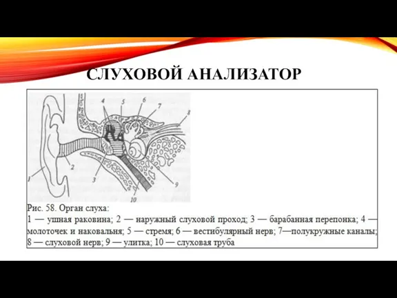 СЛУХОВОЙ АНАЛИЗАТОР