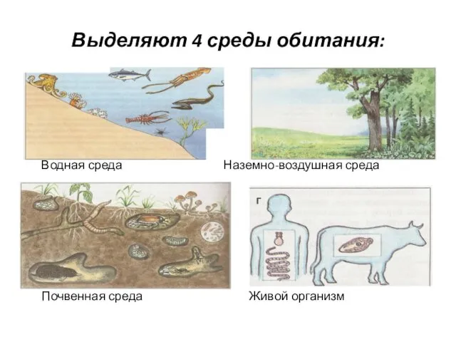 Выделяют 4 среды обитания: Водная среда Наземно-воздушная среда Почвенная среда Живой организм