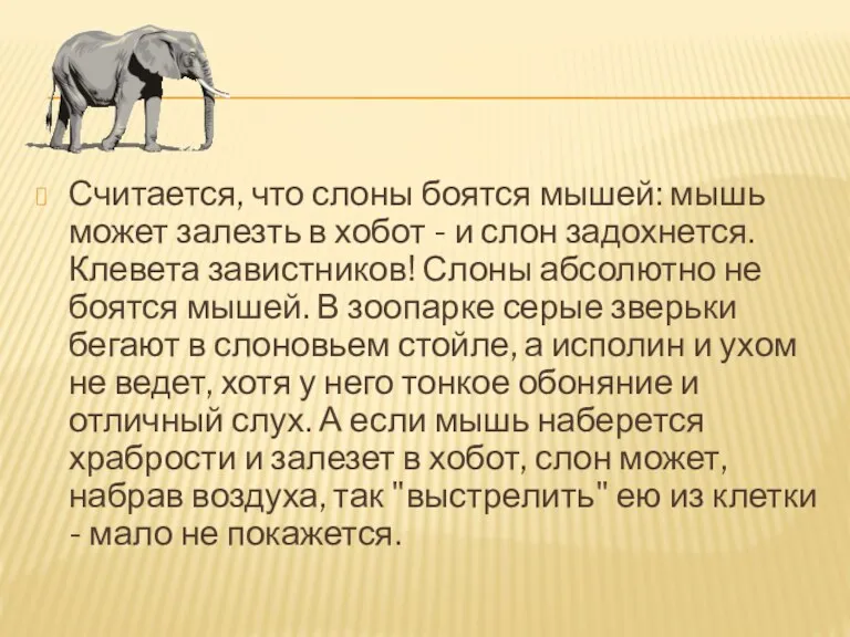 Считается, что слоны боятся мышей: мышь может залезть в хобот - и слон