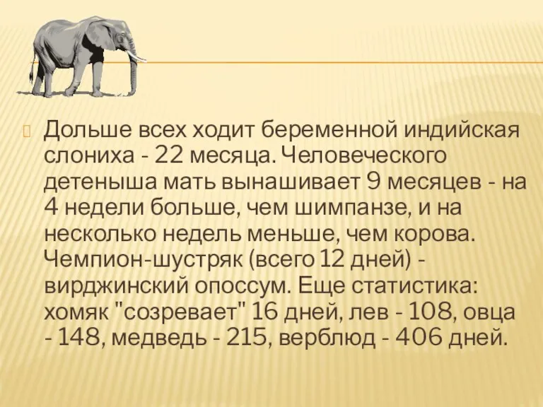 Дольше всех ходит беременной индийская слониха - 22 месяца. Человеческого детеныша мать вынашивает