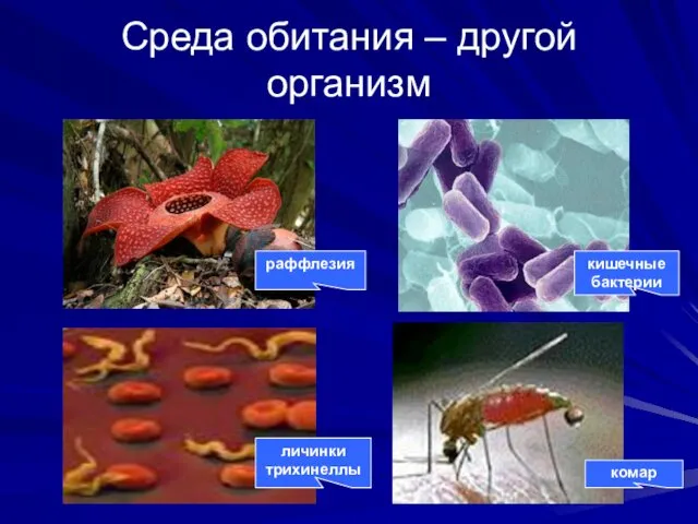 Среда обитания – другой организм раффлезия кишечные бактерии личинки трихинеллы комар