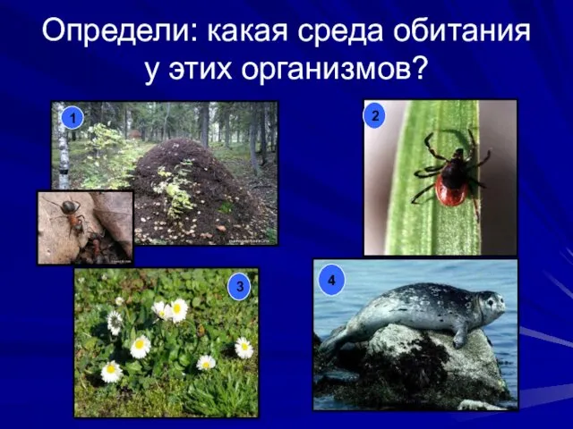 Определи: какая среда обитания у этих организмов? 1 2 3 4
