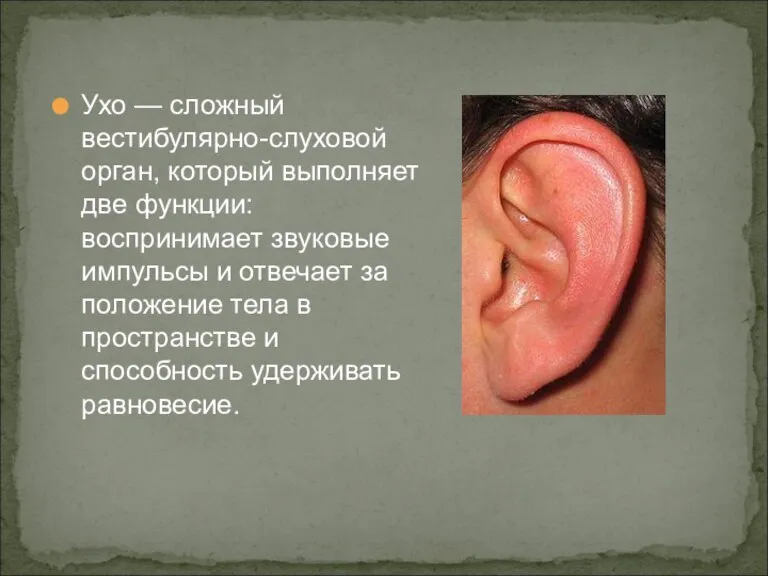 Ухо — сложный вестибулярно-слуховой орган, который выполняет две функции: воспринимает