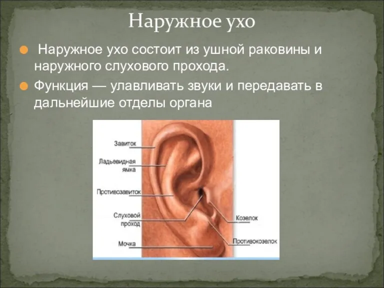 Наружное ухо состоит из ушной раковины и наружного слухового прохода.