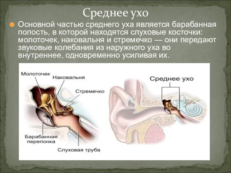 Основной частью среднего уха является барабанная полость, в которой находятся