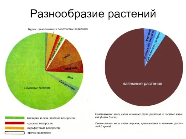 Разнообразие растений