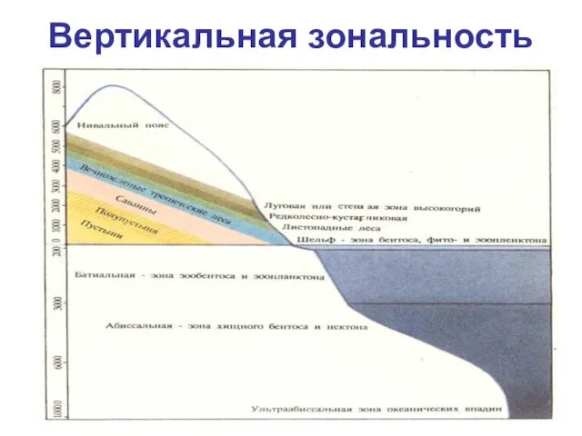 Вертикальная зональность