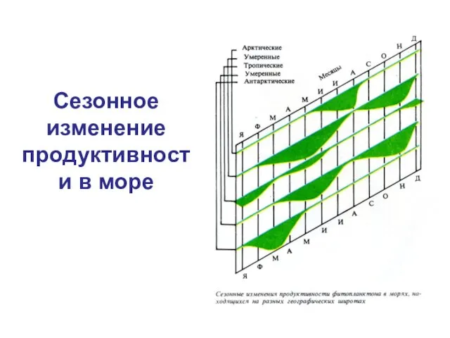 Сезонное изменение продуктивности в море