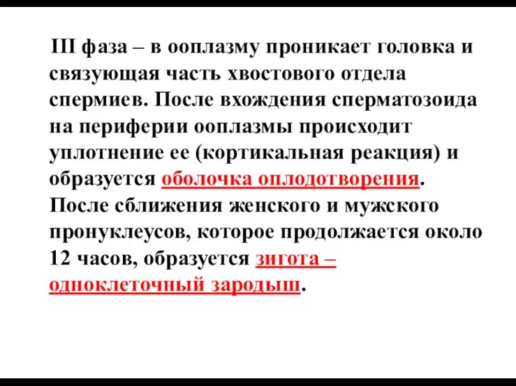 III фаза – в ооплазму проникает головка и связующая часть хвостового отдела спермиев.