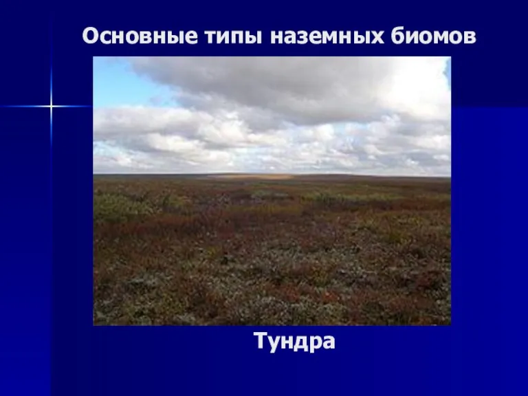 Основные типы наземных биомов Тундра
