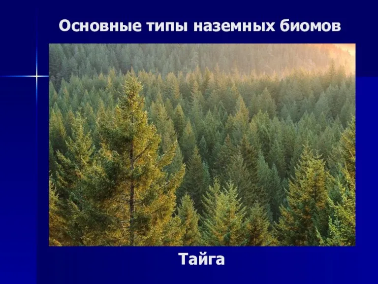 Основные типы наземных биомов Тайга