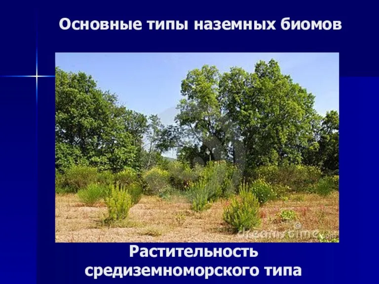 Основные типы наземных биомов Растительность средиземноморского типа