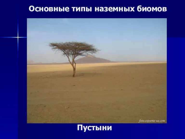 Основные типы наземных биомов Пустыни
