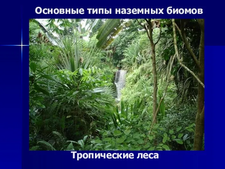 Основные типы наземных биомов Тропические леса