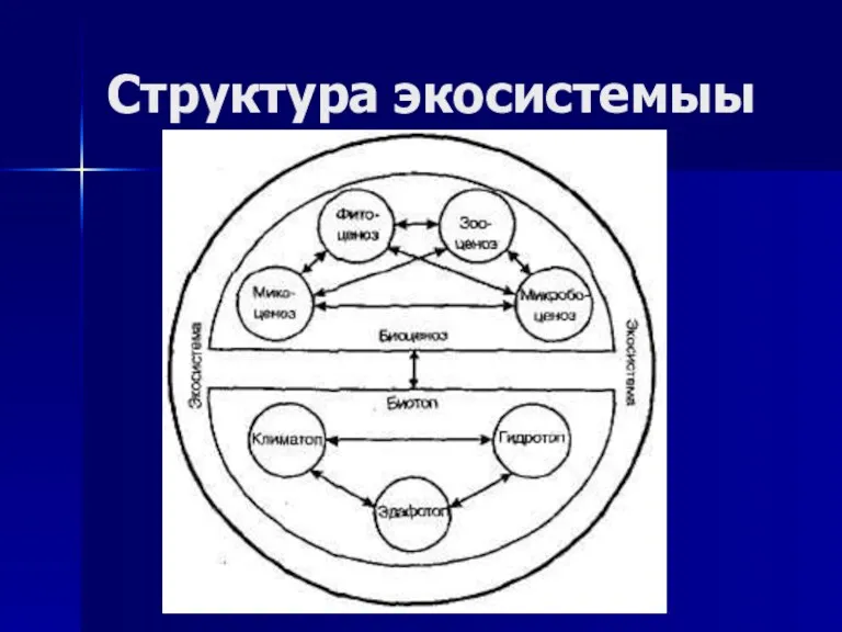 Структура экосистемыы