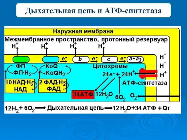 Дыхательная цепь и АТФ-синтетаза