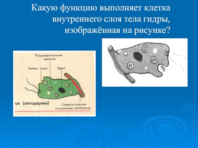 Какую функцию выполняет клетка внутреннего слоя тела гидры, изображённая на рисунке?