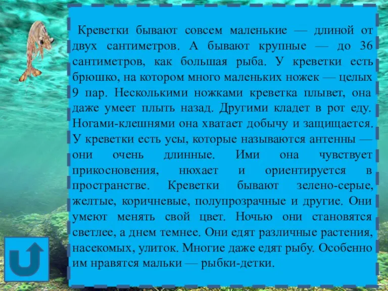 Креветки бывают совсем маленькие — длиной от двух сантиметров. А бывают крупные —